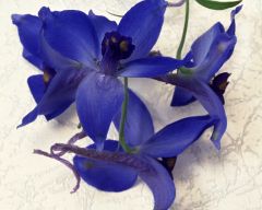 Tapeta Nature Flowers 525.jpg